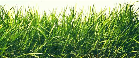 grasses meaning|grass definition copy and paste.